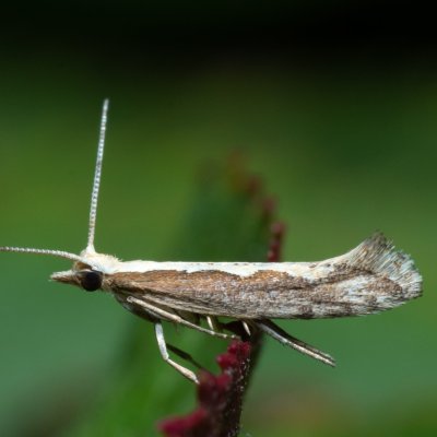 Plutella xylostella (zápředníček polní), Kývalka