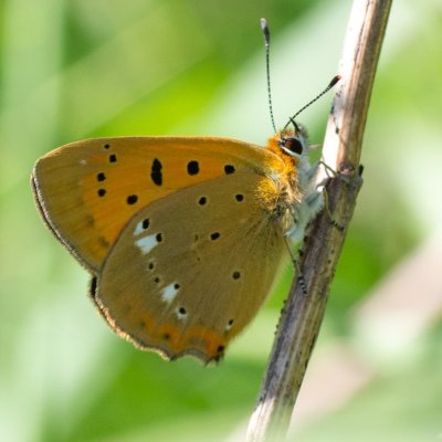 Lycaena virgaureae (ohniváček celíkový), SK, Štôla