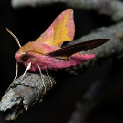 Deilephila porcellus (lišaj kyprejový), PP Černice