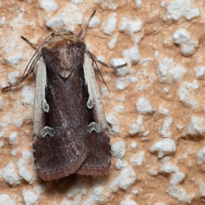 Ochropleura plecta (osenice čekanková), IT, Kuens, Jižní Tyrolsko
