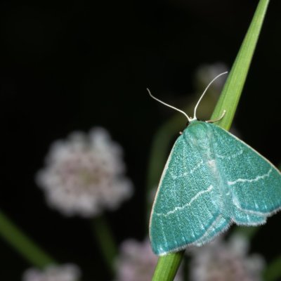 Chlorissa viridata (zelenopláštník hlohový), PP Kamenný vrch u Kurdějova