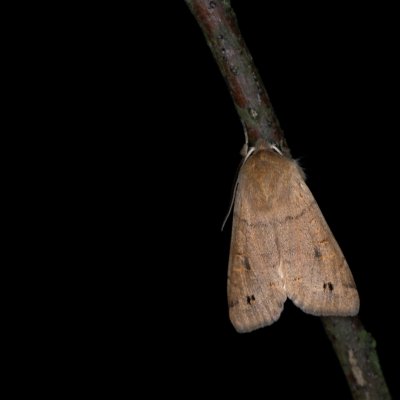 Perigrapha munda (jarnice černoskvrnná), Žebětín