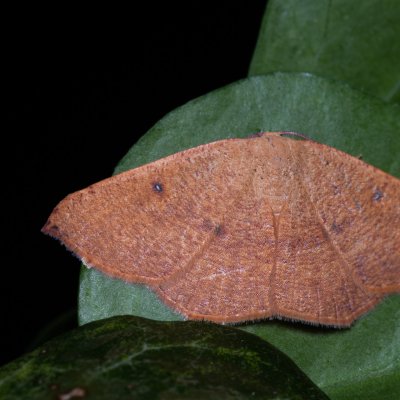 Cyclophora puppillaria (očkovec očkovaný), HR, Jablanac