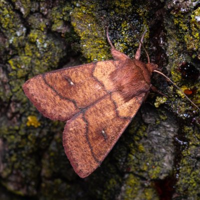 Mythimna turca (plavokřídlec mokřadní), NPP Pouzdřanská step - Kolby