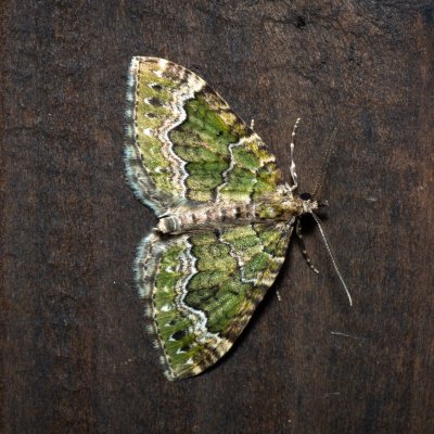 Colostygia olivata (píďalka olivová), HR, Krasno