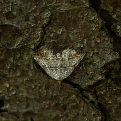 Laspeyria flexula (lišejnice šedá), PR Údolí Říčky