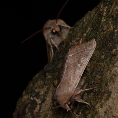 Orthosia cerasi (jarnice lipová), Žebětín