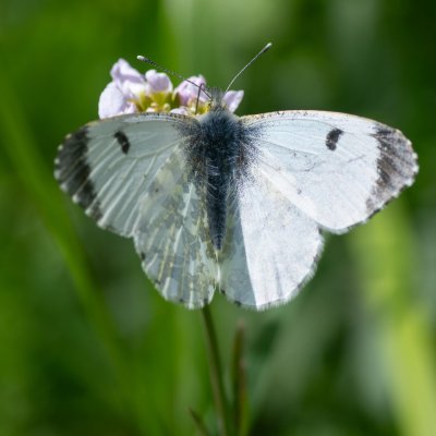 Anthocharis cardamines (bělásek řeřichový), PP Bobrava