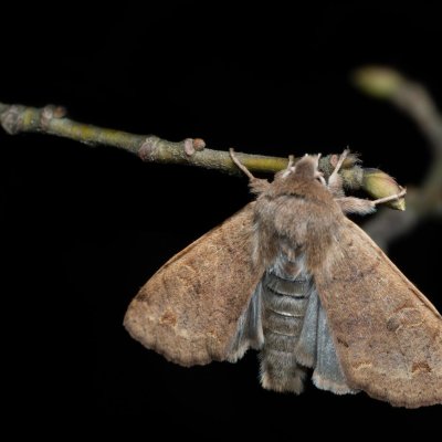 Perigrapha munda (jarnice černoskvrnná), Žebětín