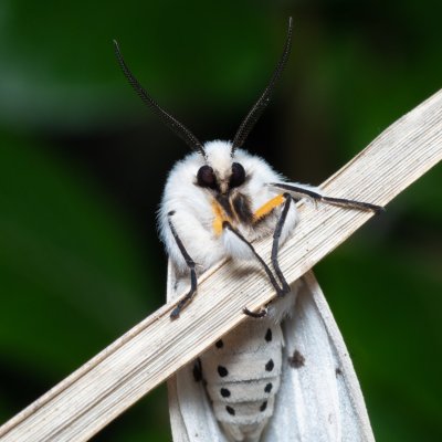Spilosoma lubricipeda (přástevník mátový), NS Bučín