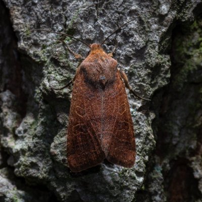 Agrochola nitida (polnice rozrazilová), Žebětín