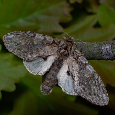Peridea anceps (hřbetozubec plachý), PR Bosonožský hájek