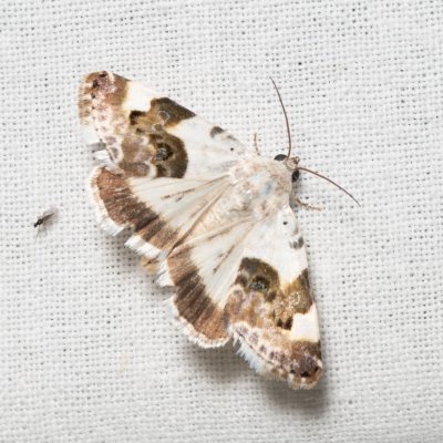 Acontia lucida (světlopáska slézová), Kývalka