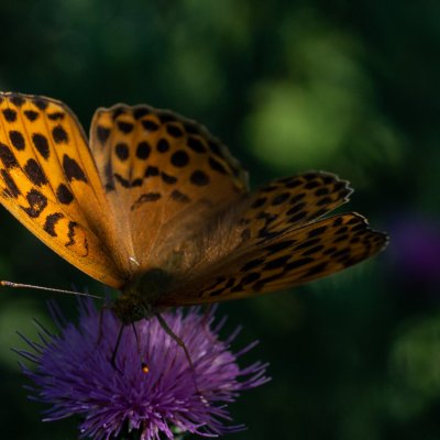 Argynnis paphia (perleťovec stříbropásek), Hády