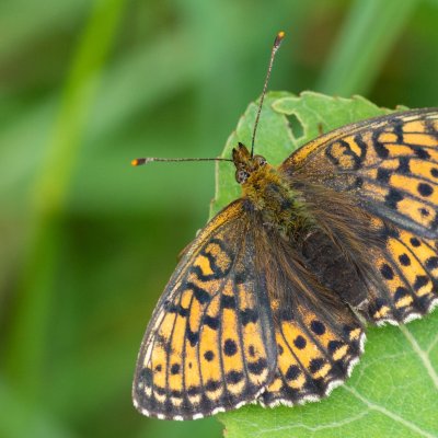Brenthis ino (perleťovec kopřivový), SK, Štôla
