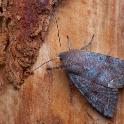 Orthosia incerta (jarnice březnová), Hádecká krasová plošina