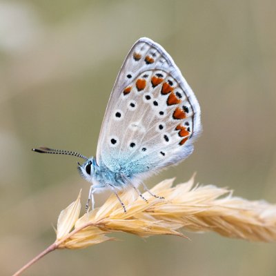 Polyommatus icarus (modrásek jehlicový), Podkomorská myslivna
