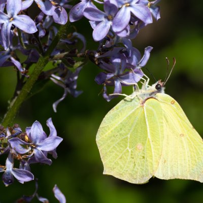 Gonepteryx rhamni (žluťásek řešetlákový), AT, Kreuzberg