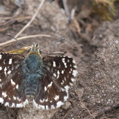 Spialia sertorius (soumračník skořicový), Hády