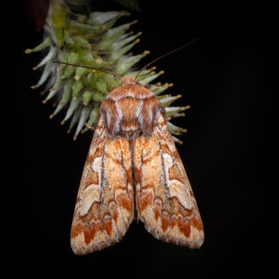 Panolis flammea (sosnokaz borový), Kývalka