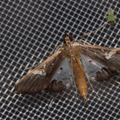 Maruca sp., TH, Khao Sok