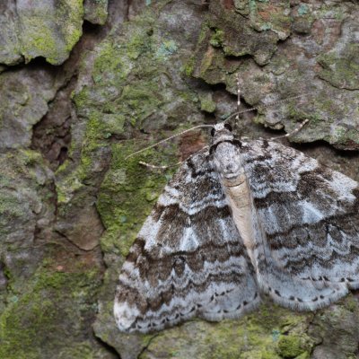 Epirrita autumnata (šedokřídlec podzimní), Žebětín