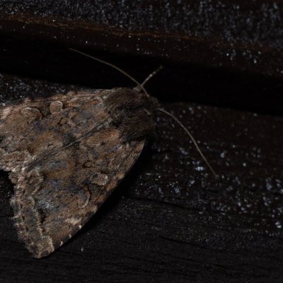 Apterogenum ypsillon (blýskavka lužní), SK, Štôla