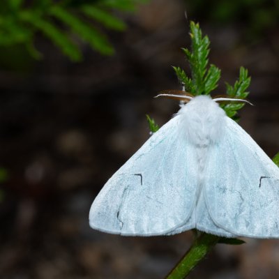 Arctornis l-nigrum (bekyně černé L), Hády