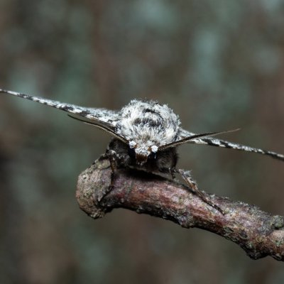 Biston betularia (drsnokřídlec březový), Žebětín