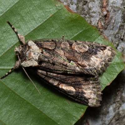 Allophyes oxyacanthae (pestroskvrnka hlohová), Kývalka