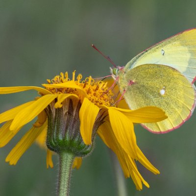 Colias palaeno (žluťásek borůvkový), PP Pohoří na Šumavě