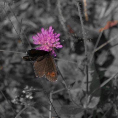 okáč, SLO, Vršič