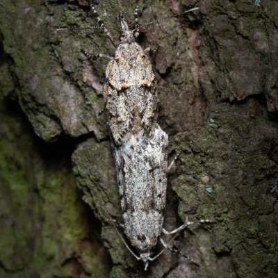 Diurnea fagella (šedivěnka jarní), Žebětín