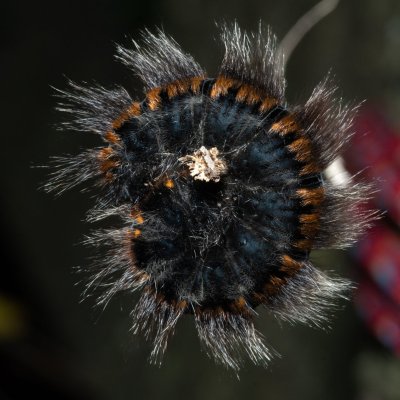 Macrothylacia rubi (bourovec ostružiníkový), PP Kavky