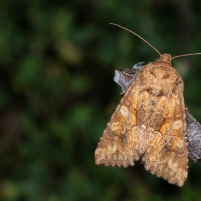 Conisania luteago (můra žlutavá), NPP Červený kopec