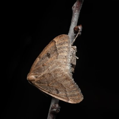 Theria rupicapraria (tmavoskvrnáč březnový), Kamenný vrch