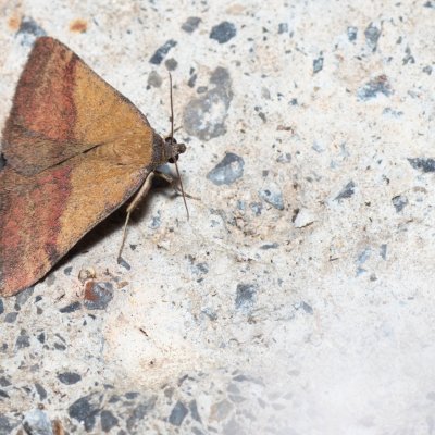 Phytometra viridaria (zobonosec zelenavý), HR, Krasno