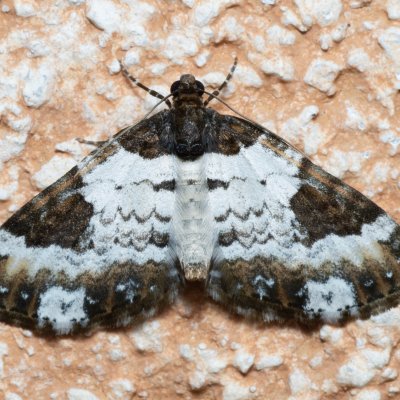 Melanthia procellata (píďalka doubravní), IT, Kuens, Jižní Tyrolsko