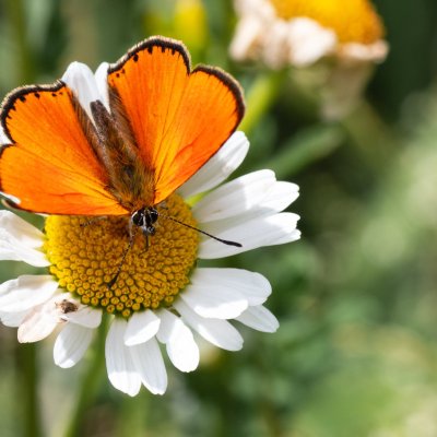 Lycaena virgaureae (ohniváček celíkový), HR, Babić Siča, Velebit