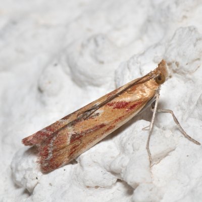 Ancylosis cinnamomella (-), HR, Jablanac