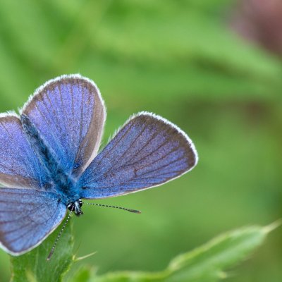 Cyaniris semiargus (modrásek lesní), SK, Štôla