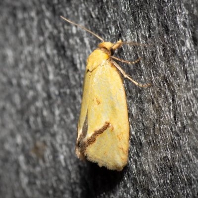 Agapeta hamana (obalečík žlutý), Devět křížů