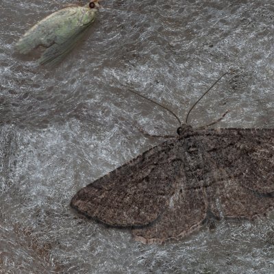 Rhoptria asperaria (-), GR, Sokraki, Korfu