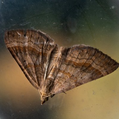 Scotopteryx chenopodiata (vlnočárník sveřepový), SK, Štôla