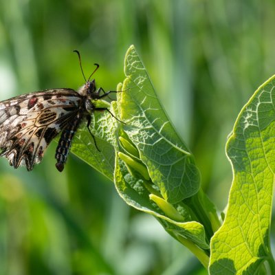 Zerynthia polyxena (pestrokřídlec podražcový), Biskoupky