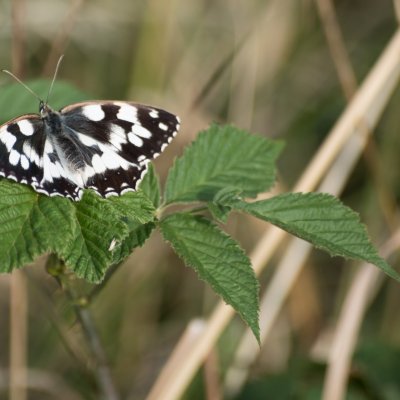 Melanargia galathea (okáč bojínkový), Špalkova vyhlídka, NP Podyjí