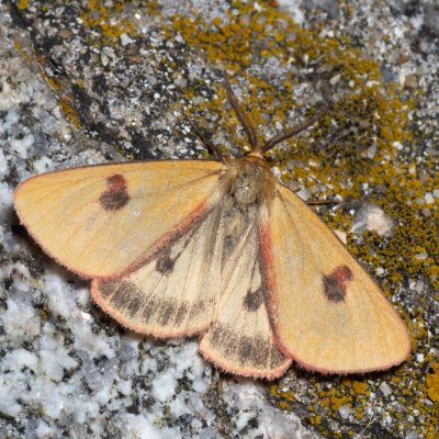 Diacrisia sannio (přástevník chrastavcový), SK, Štôla