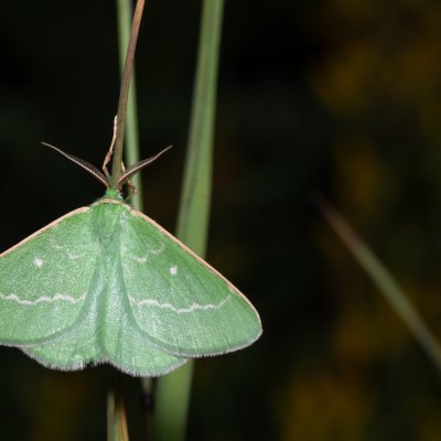 Thetidia smaragdaria (zelenopláštník řebříčkový), Kývalka