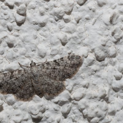 Eupithecia semigraphata (píďalička pamětníková), HR, Jablanac