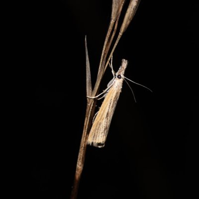 Agriphila inquinatella (-), PR U Brněnky